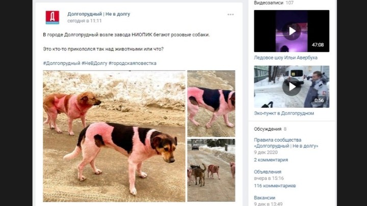 Розовые собаки разгуливают у завода в Долгопрудном