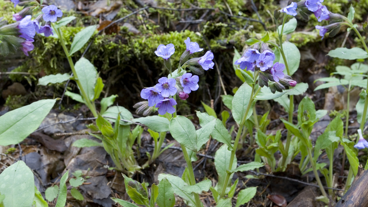 Народные приметы на 26 апреля 2024: что можно и нельзя делать в день Фомаиды Медуницы