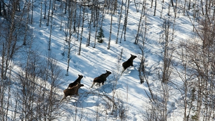 В Курганской области легковой автомобиль сбил лося: водитель и пассажир погибли
