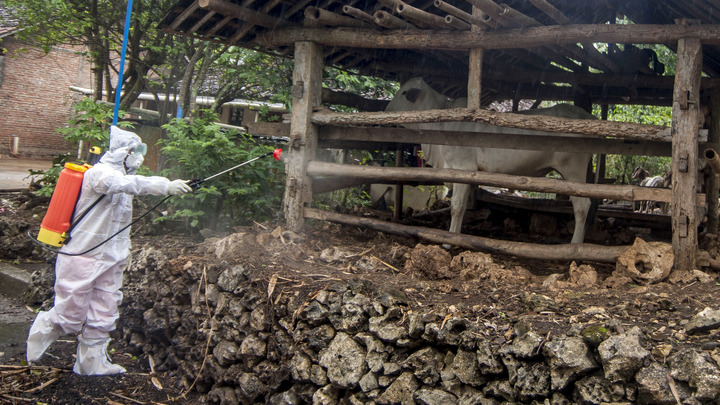 Сибирская язва в России: Хватит паники - пора сказать правду