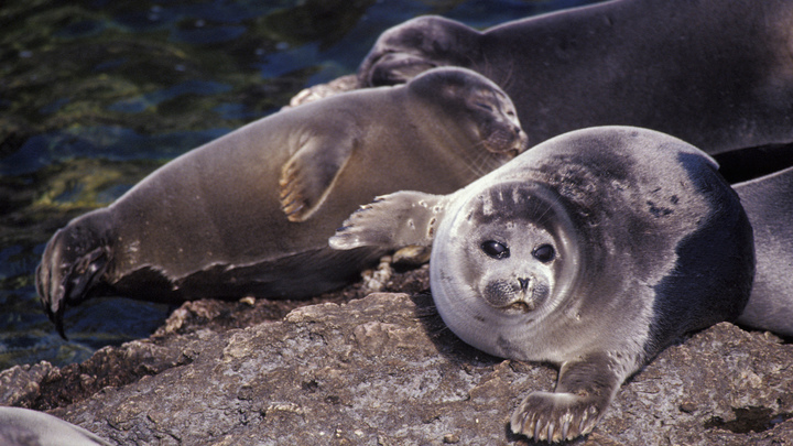 Его Жирнейшество слишком поумнел: Нерпёнок из Петербурга удивил новым фокусом