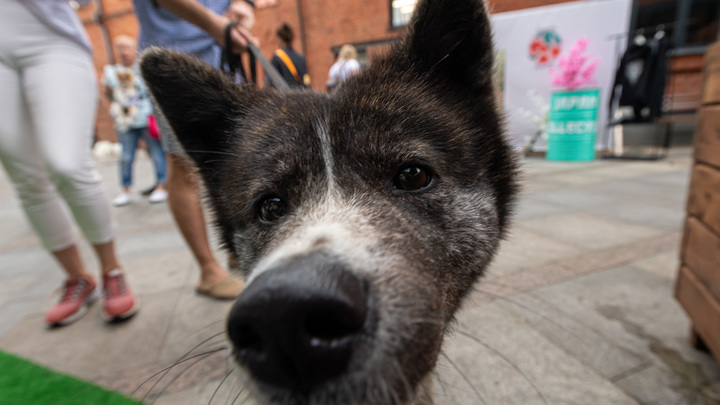 В Анапе инспекторы ДПС спасли бездомную собаку-инвалида