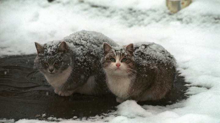 Пенсионерка выставила в подъезд коробку с трупами сгоревших кошек в Сергиевом Посаде