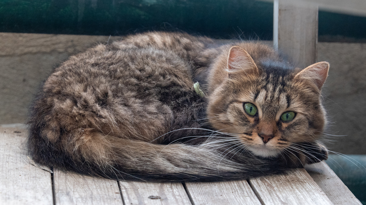 Осторожно, ваш ми-ми-метр может зашкалить: У русских появились боевые коты