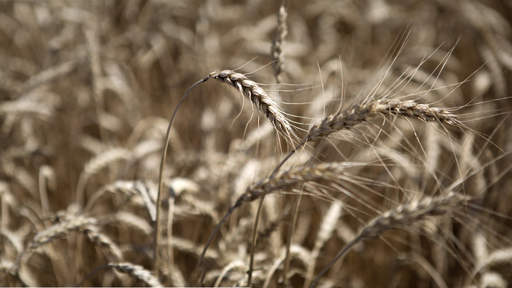 Глава МИД КНР придумал, как вывезти зерно с Украины: Китай готов