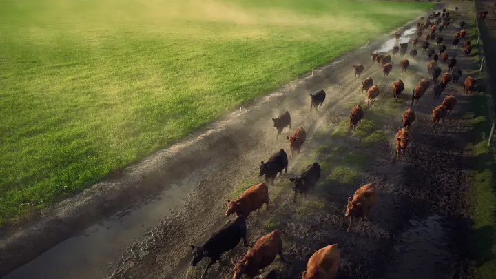 Космический мусор? Неопознанный мохнатый объект упал на ферму и поставил в тупик полицию: Фото, версии происхождения