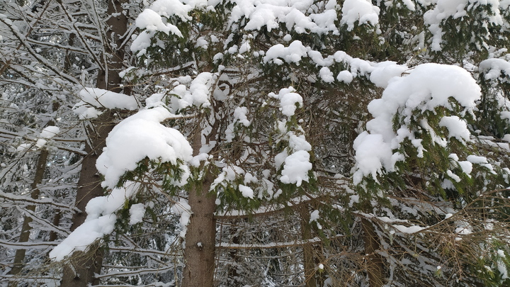 В Екатеринбурге планируют спилить уникальный сосновый лес ради новостроек
