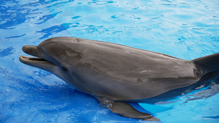 Армия России будет применять секретное оружие против украинских диверсантов в Чёрном море