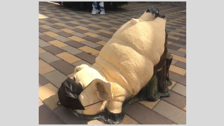 В Краснодарском крае выросла цена на свинину. Причину знают все