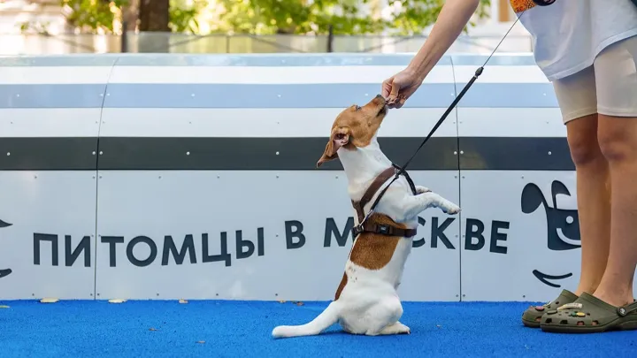Сергей Собянин: В Москве будут созданы полноценные кинологические парки