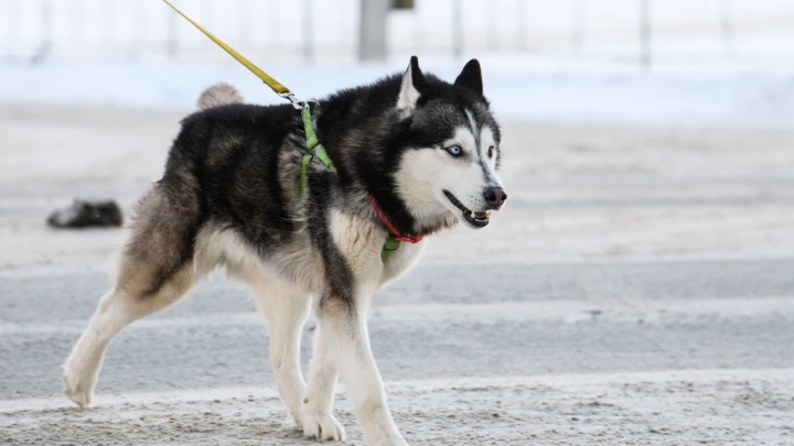 В Подмосковье собака загрызла младенца
