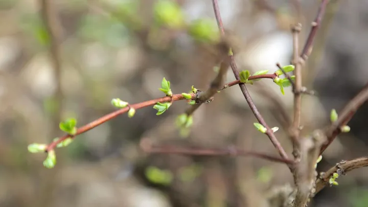 Порядка 4,4 тысячи растений высадили при благоустройстве улицы Ивана Франко и реконструкции Старорублевского путепровода