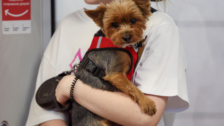 РЖД после гибели Твикса вводят ряд новшеств в систему перевозок животных