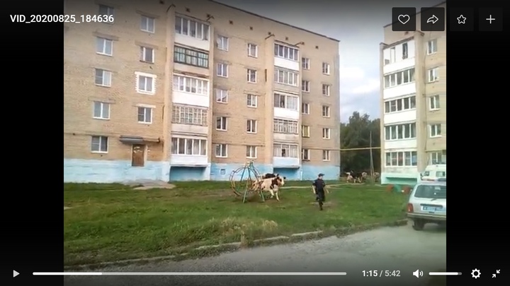 В Верхнем Уфалее корова покалечила двух человек