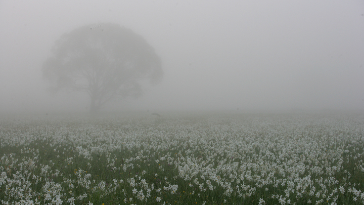 В Динском районе молодого человека нашли повешенным на дереве