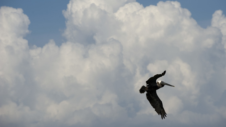 В США введён режим ЧП: Гибнут птицы и рыбы