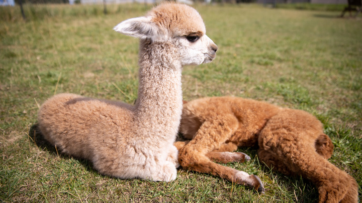 Ламы помогут человечеству антителами: Учёные нашли новый способ борьбы с COVID