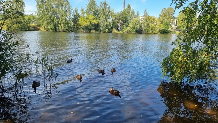 Нижегородцы удивились наличию водяных крыс в Светлоярском озере