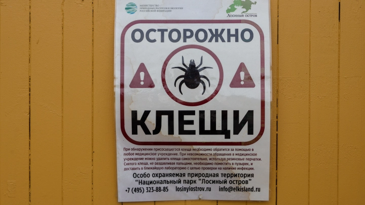 Заражен каждый третий: в Подмосковье выявлены первые случаи анаплазмоза у клеща