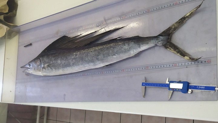Сахалинские рыбаки поймали редчайшую тропическую рыбку на Курилах