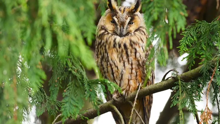 В Сочи уличного фотографа лишили совы: полицейские пресекли незаконные фотосессии с хищной птицей