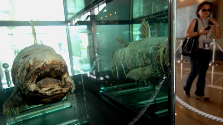 Уникальная находка: в Китае обнаружили древнюю латимерию