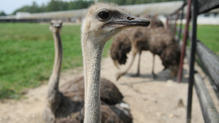 Полиция проверит парк в Славянске-на-Кубани, где мужчины устроили дебош в клетке со страусами