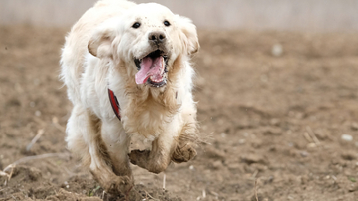 Собака украла микрофон в прямом эфире и стала звездой интернета