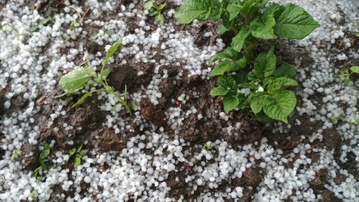 В Краснодарском крае в начале недели пройдут ливни с градом