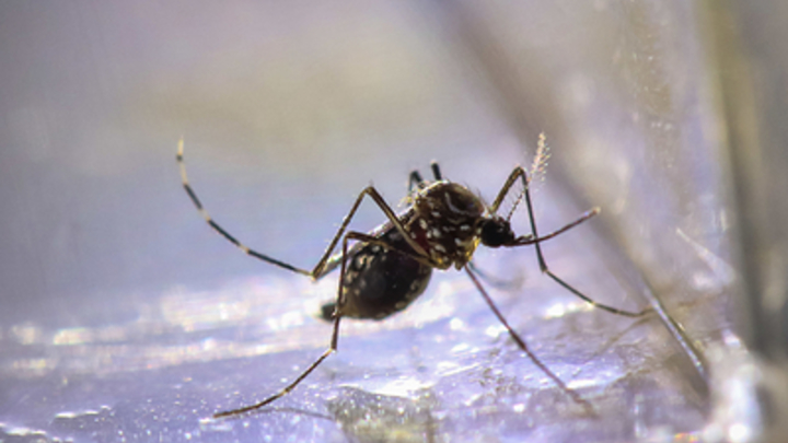 Трое жителей Красноярска заболели лихорадкой Денге после возвращения из Таиланда