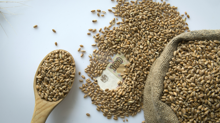 Мардан о продлении зерновой сделки: Этому стыду, кажется, не будет конца