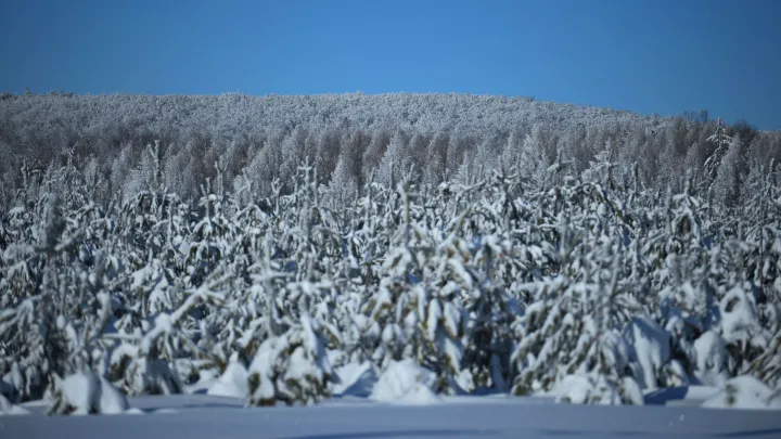 Адвокат Кравченко: Усольцевых могут признать погибшими через полгода после пропажи