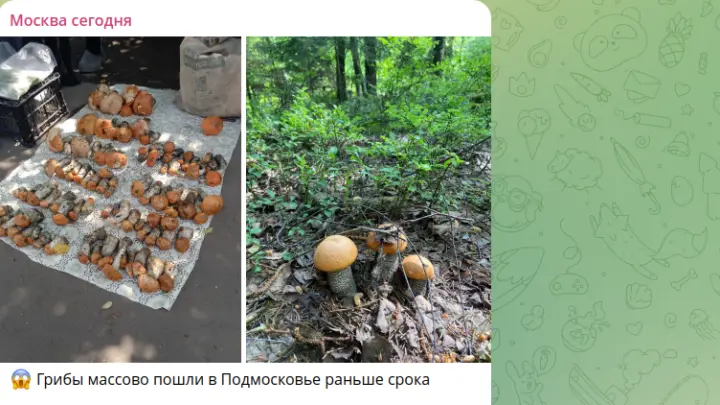 В Подмосковье грибы уже собирают корзинами