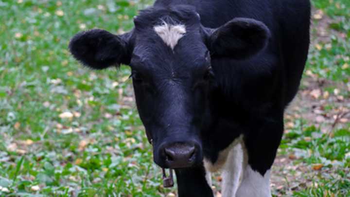 На Кубани построят молочную ферму за 2,5 млрд рублей