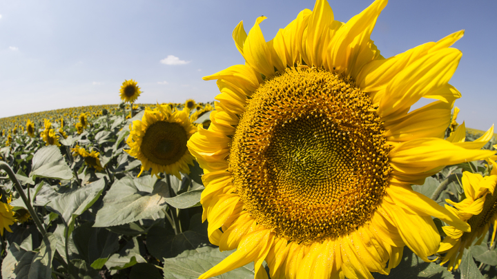 Итальянский журналист впечатлился работой комбайнов вблизи военных укреплений на Запорожье