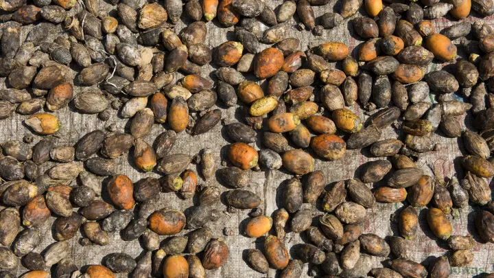 Зачем подростки скупают бетельный орех, и в чем его опасность