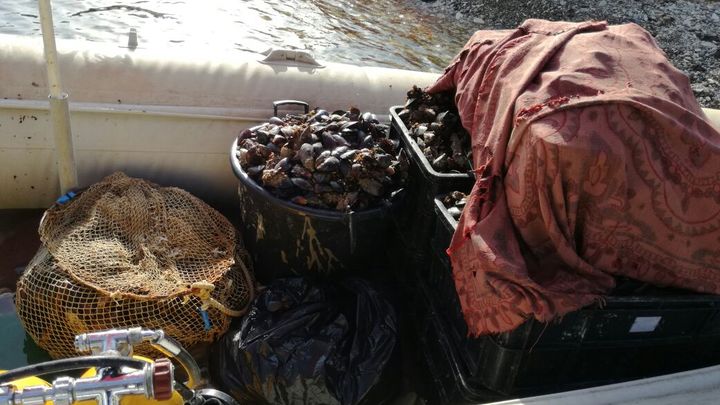 В Анапе браконьер поймал 120 килограмм мидий