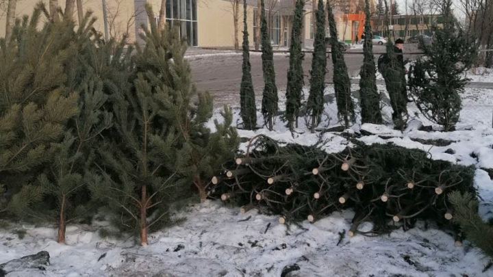В Челябинске отбирают ёлки у незаконных торговцев