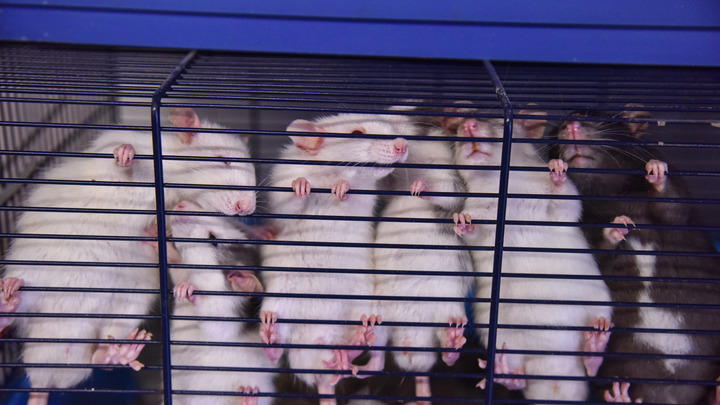 Нашествие, которого никто не ждал: Британцев атакуют крысы-мутанты