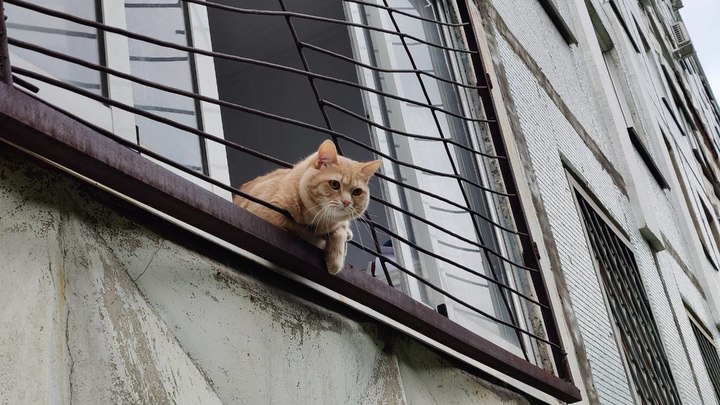 Госдума приняла законопроект, позволяющий регионам самим решать судьбу бездомных животных