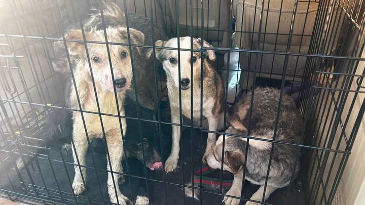 В Краснодаре спасли собак, которые почти год жили в подвале гаража