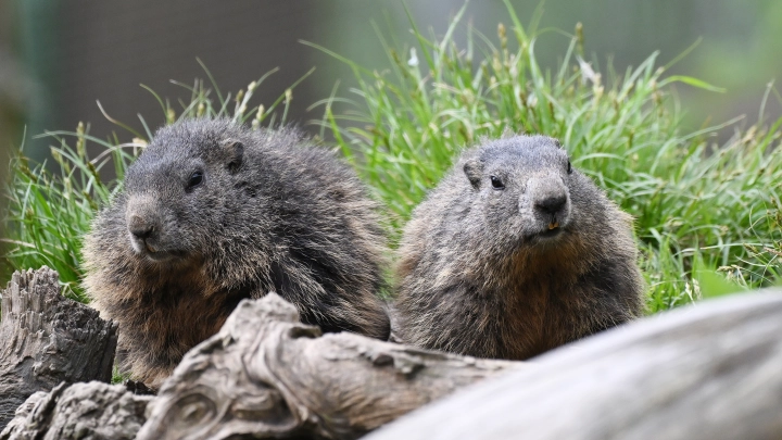 Смертельно опасное мясо: В приграничье - бубонная чума. Что нужно знать?