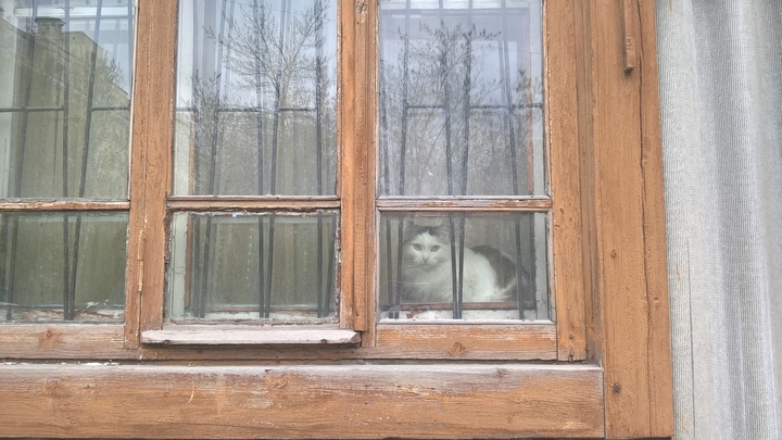 В Челябинской области женщину накажут за кошек в однокомнатной квартире