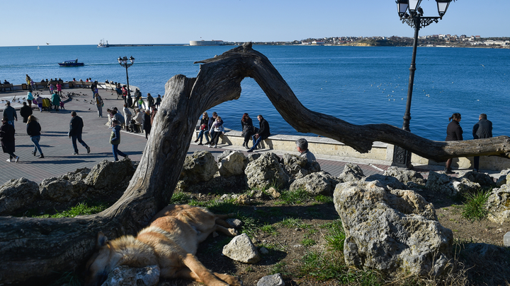 Путин, остановись!: Севастополец обратился к президенту России