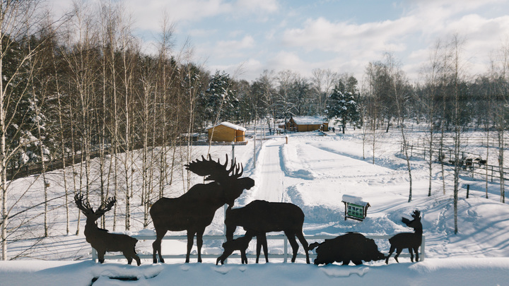 Нацпарк Лосиный остров приведут в порядок после передачи Москве