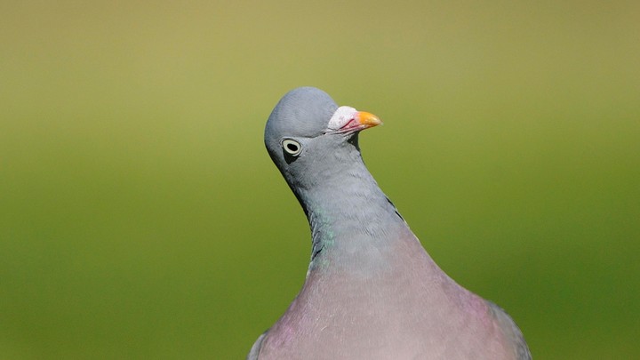 Скабеева нашла напавшего на Байдена голубя: Эксклюзивные кадры увидели все