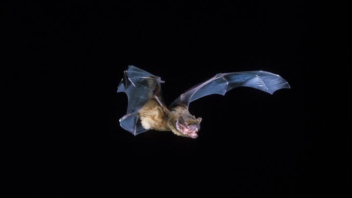 Мыши-вампиры по-людски соблюдают социальную дистанцию. Учёные провели показательный эксперимент