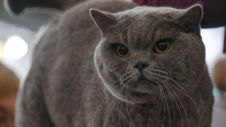 Антисанитария в квартире соседей: как добиться их выселения через суд