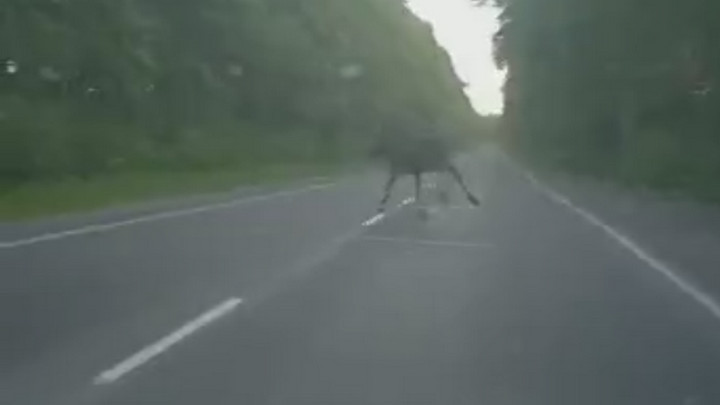 Еще одного лося сняли на видео на кузбасской автодороге