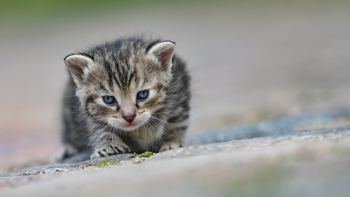 Кошка Соня стала напарницей дальнобойщика: Это видео стоит посмотреть